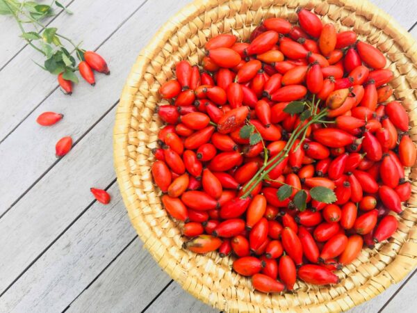 Hagebutte_richtig_sammeln-Kopie-scaled