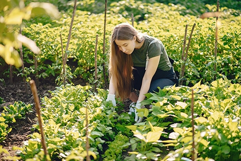 Woman works in a garden. Lady in a green t-shirt